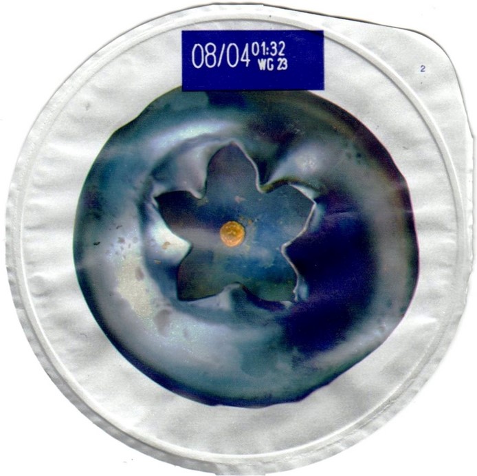 DANIO MYRTILLES