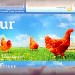 ŒUFS DE POULES MOYEN ÉLEVÉES EN PLEIN AIR (x12)
