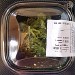 SALADE D'ALGUES 80g